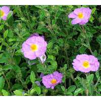 Cistus creticus 