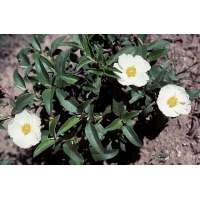 Cistus laurifolius 