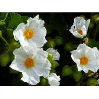 Cistus populifolius'Major' 