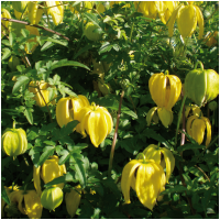 Clematis'Bill Mackenzie' 