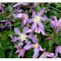 Clematis'East River' 