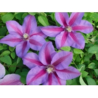 Clematis'Etoile de Malicorne' 