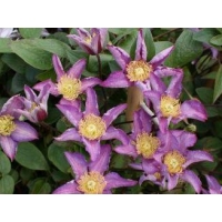 Clematis'Exciting' 