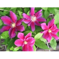Clematis'Hania' 