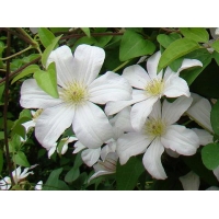Clematis'Huldine' 