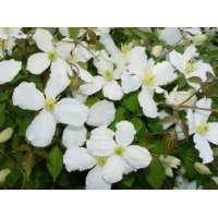 Clematis montana'Grandiflora' 