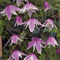 Clematis'Propertius' 