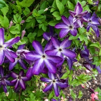 Clematis viticella'Venosa Violacea' 