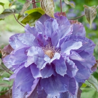 Clematis'Vyvyan Pennell' 