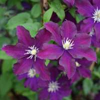 Clematis'Warszawska Nike' 