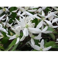 Clematis armandii'Snowdrift' 