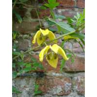 Clematis'Bill MacKenzie' 