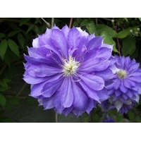Clematis'Countess of Lovelace' 