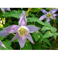 Clematis macropetala 
