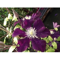 Clematis patens'Warszawska Nike' 
