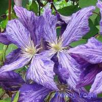 Clematis'Tie Dye' 