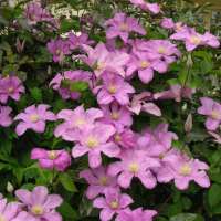 Clematis'Comtesse de Bouchaud' 