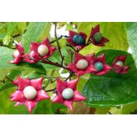 Clerodendrum trichotomum'Fargesii' 