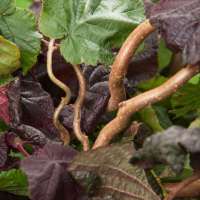 Corylus avellana'Red Majestic' 