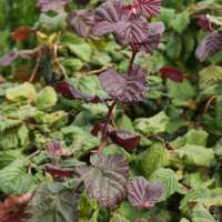 Corylus avellana'Red Majestic' 