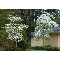 Cornus'Eddie's White Wonder' 