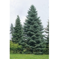 Abies concolor 