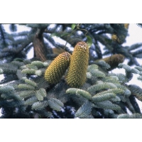 Abies magnifica'Glauca' 