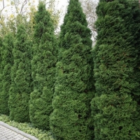 Thuja occidentalis'Holmstrup' 