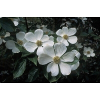 Cornus nuttalii'Monarch' 