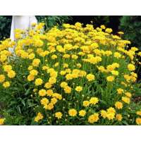 Coreopsis grandiflora'Early Sunrise'