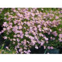 Coreopsis rosea'American Dream'