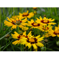 Coreopsis grandiflora'Sunkiss'