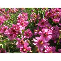 Coreopsis'Limerock Passion'