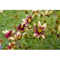 Coreopsis'Red Shift'