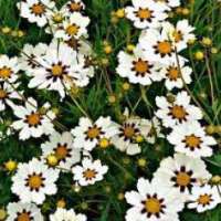 Coreopsis'Star Cluster'