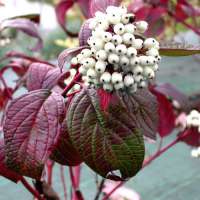 Cornus alba'Siberian Pearls' 
