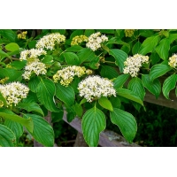 Cornus alternifolia 