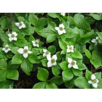 Cornus canadensis