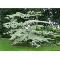 Cornus controversa'Variegata' 