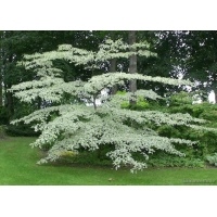 Cornus controversa'Variegata' 