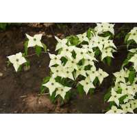 Cornus kousa chinensis 