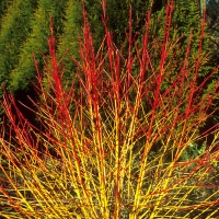 Cornus sanguinea'Midwinter Fire' 