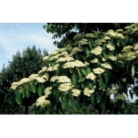 Cornus controversa'Pagoda' 