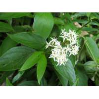 Cornus stricta 