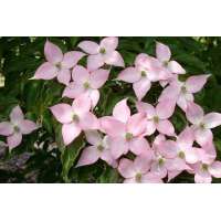 Cornus kousa'Beni-Fuji' 