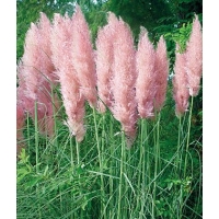 Cortaderia selloana'Rosea' 