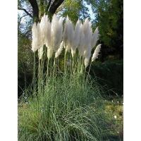 Cortaderia selloana