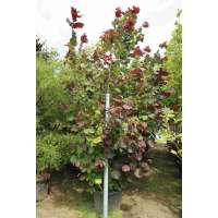 Corylus avelana'Anny Red Dwarf