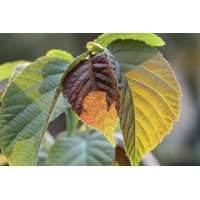 Corylus sinensis 