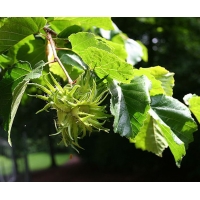 Corylus colurna 